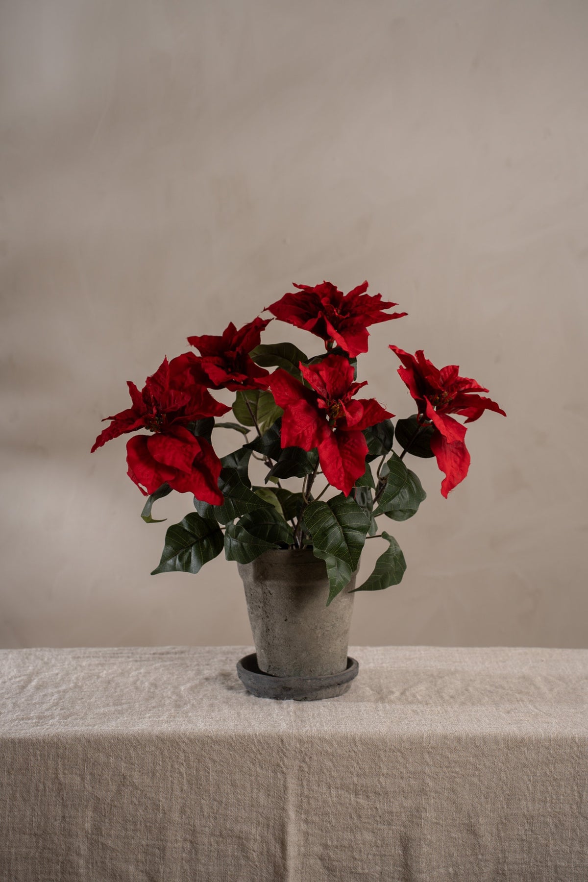 Red poinsettia in pot 45 cm
