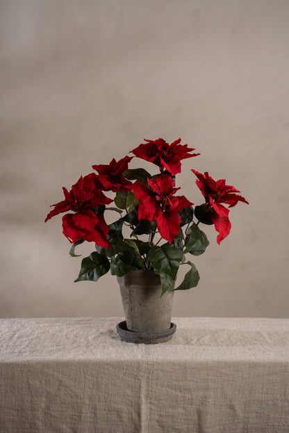 Red poinsettia in pot 45 cm