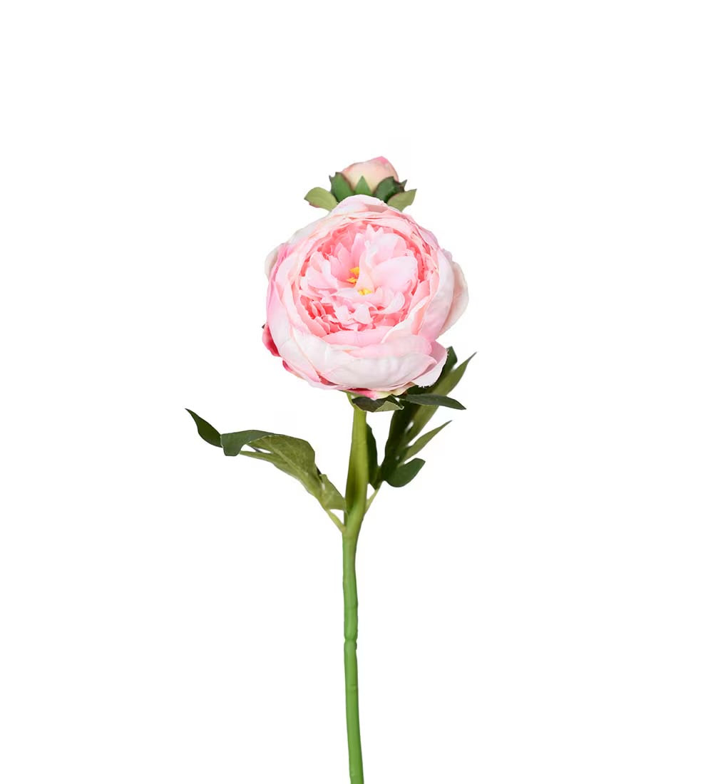Pion lys rosa 58 cm