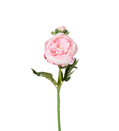 Pion lys rosa 58 cm