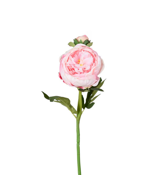 Pion lys rosa 58 cm