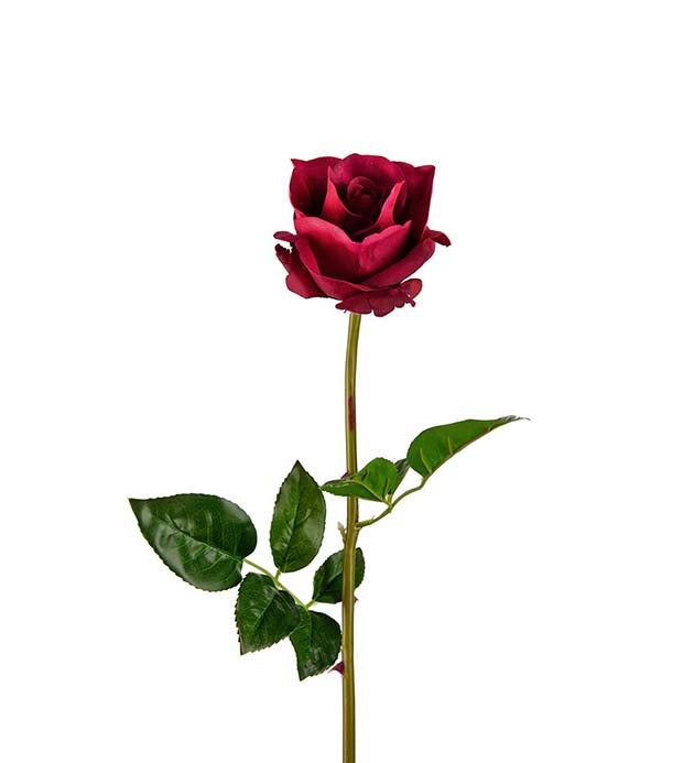 Rose burgunder 65 cm