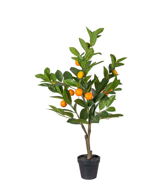 Sitrustre i potte 70 cm