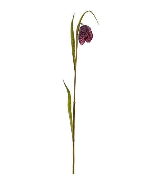 Fritillaria aubergine 35 cm