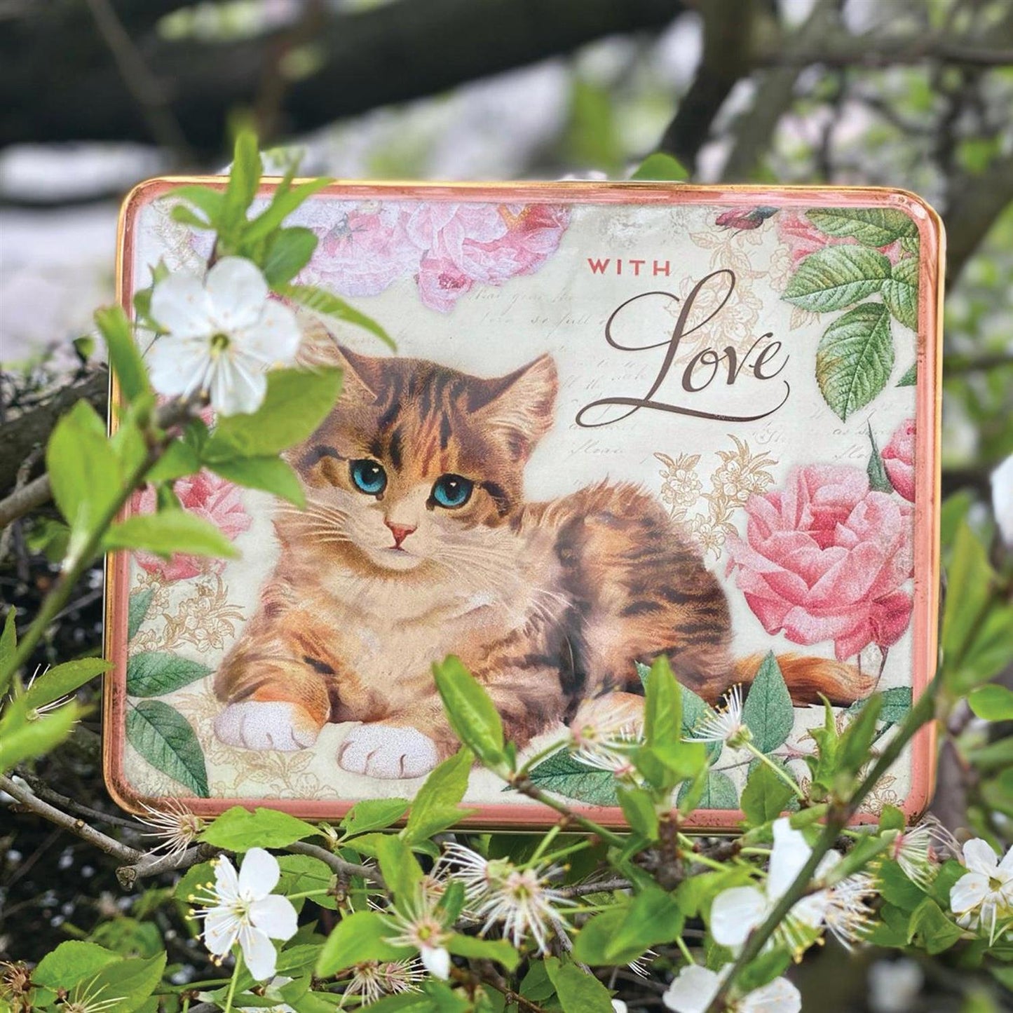 Box cat 20x15 cm