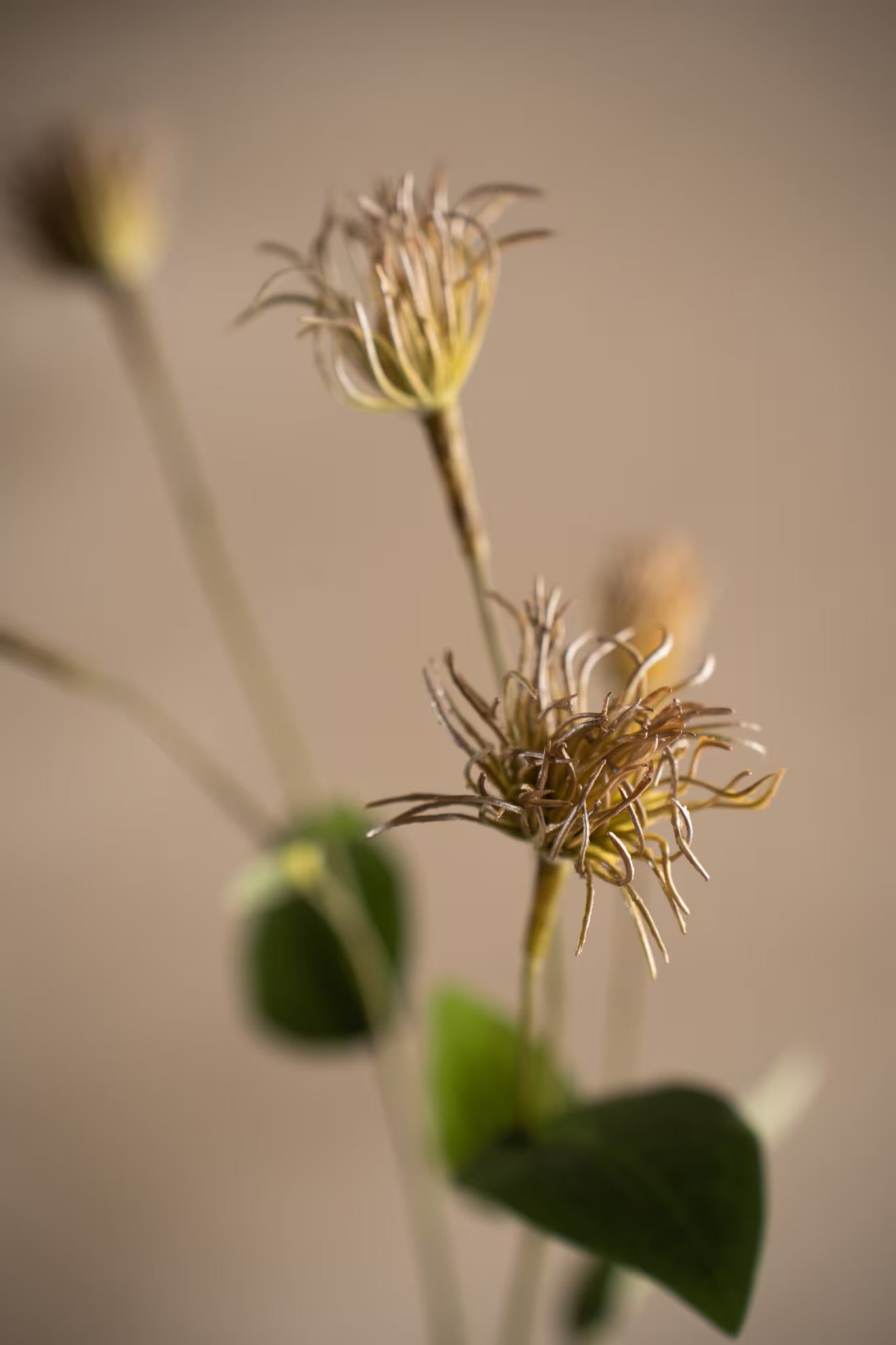 Clematis grønn 69 cm
