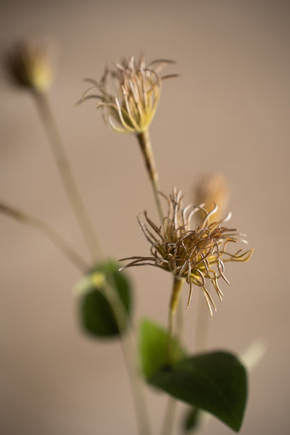 Clematis grønn 69 cm