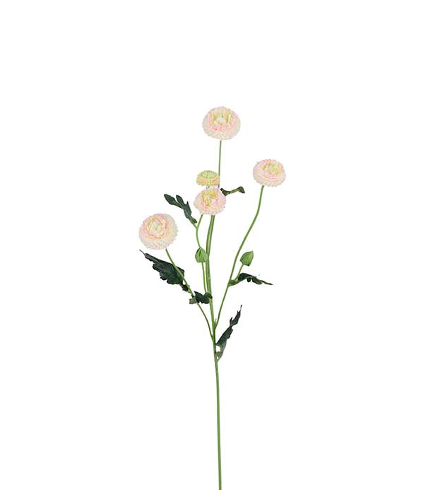 Chrysanthemum rosa 60 cm