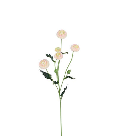 Chrysanthemum rosa 60 cm