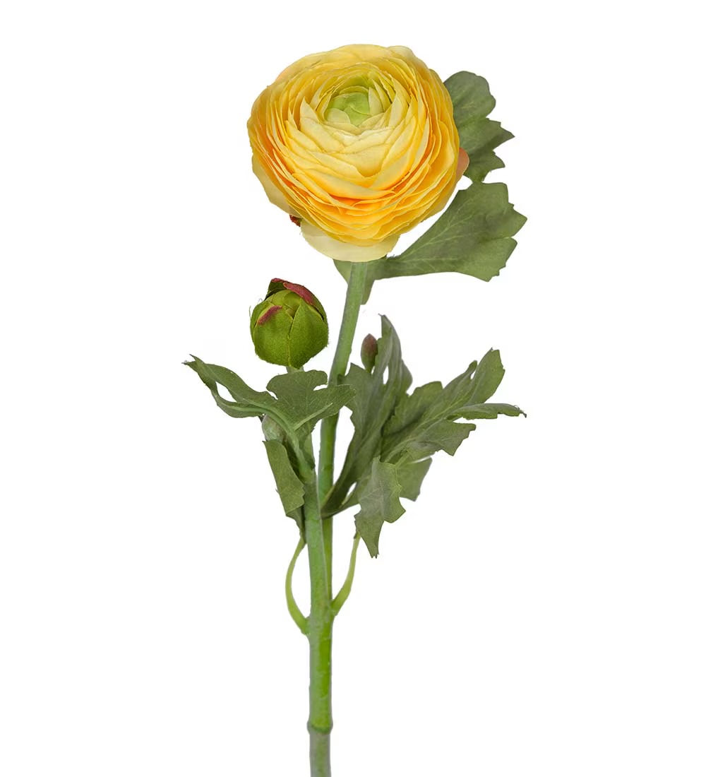 Ranunculus yellow 50 cm