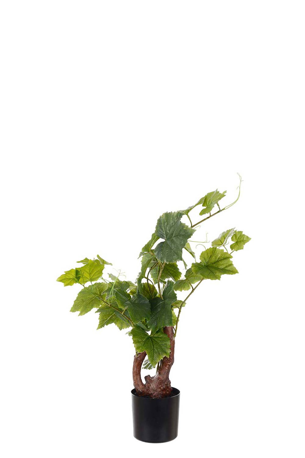 Grapevine in pot 55 cm