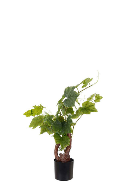 Grapevine in pot 55 cm