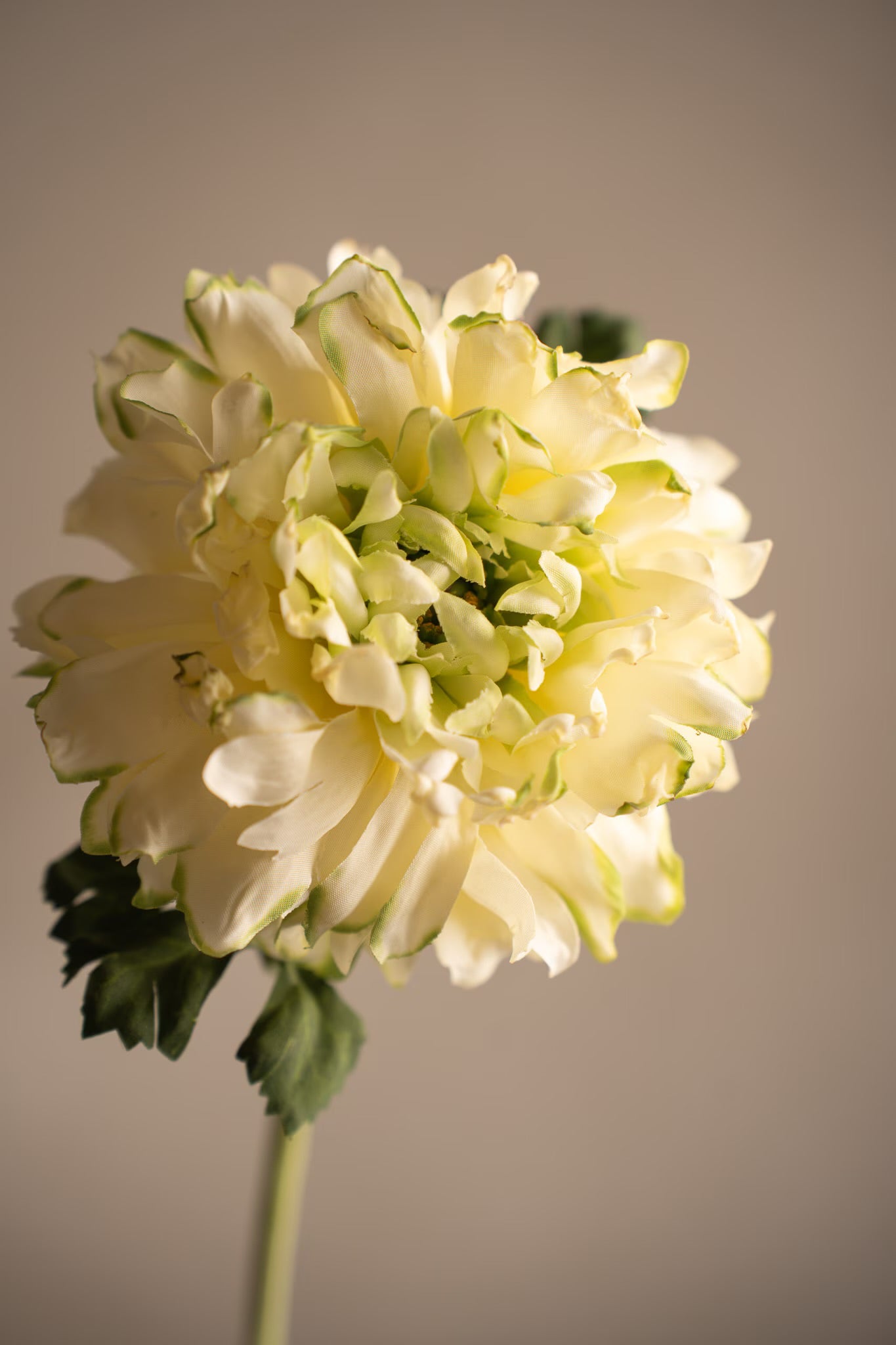 Ranunculus green 60 cm