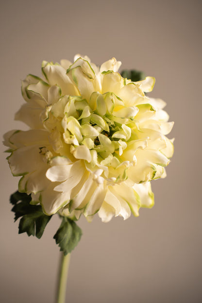 Ranunculus green 60 cm