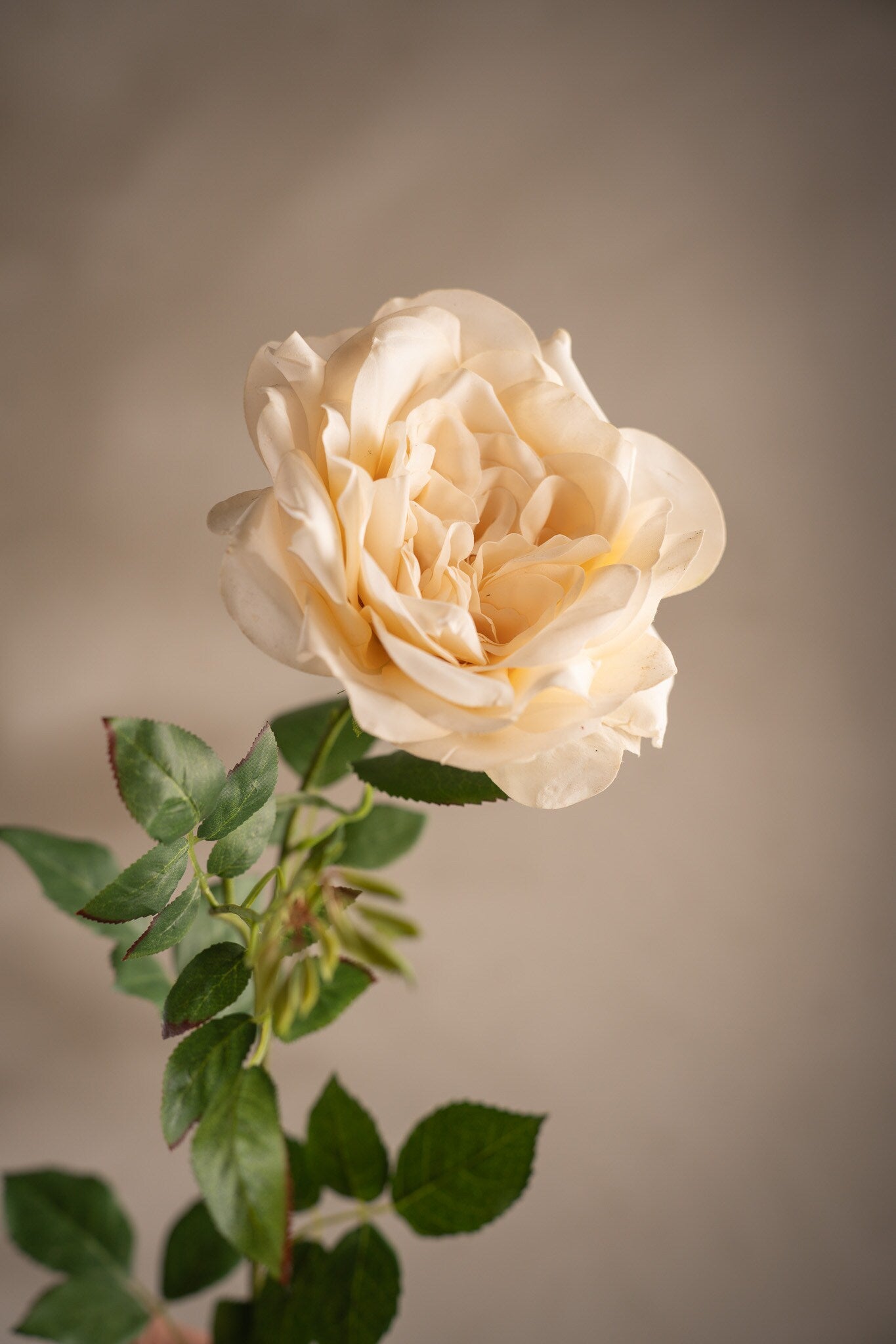 Rose yellow 90 cm