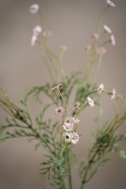 Tusenfryd rosa 72 cm