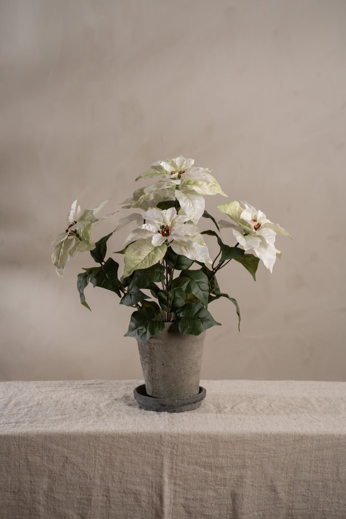 Julestjerne hvit i potte 45 cm