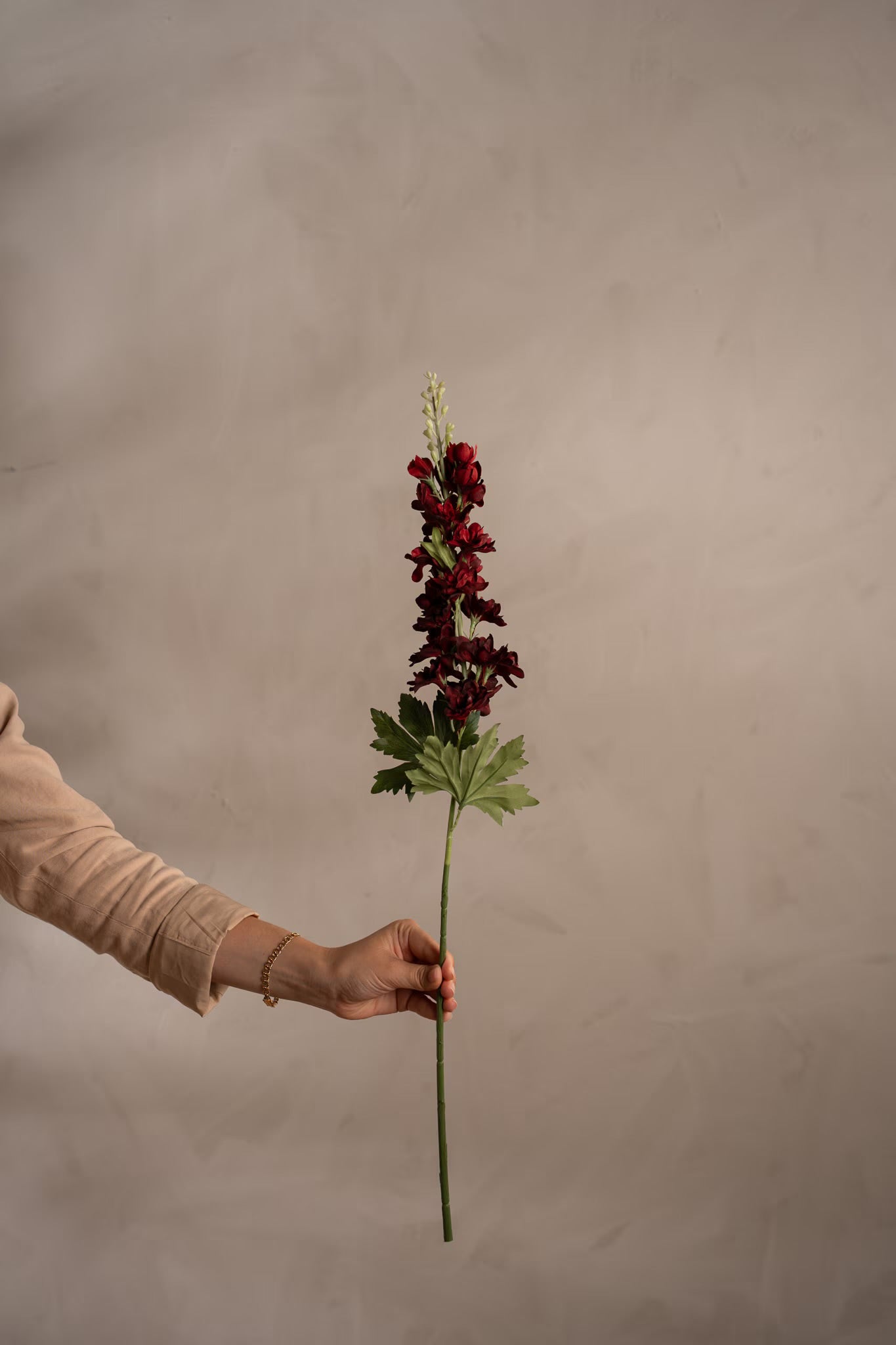 Delphinium burgunder 75 cm