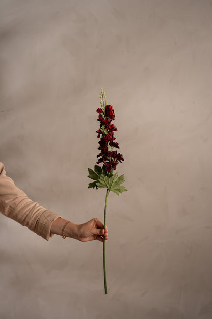 Delphinium burgunder 75 cm