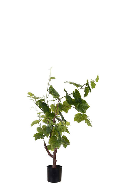 Drueplante i potte 90 cm