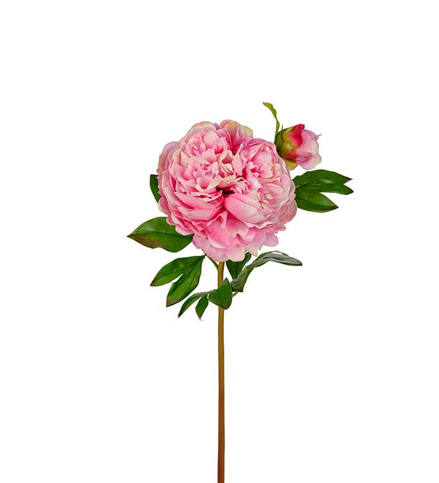 Peon lys rosa 65 cm