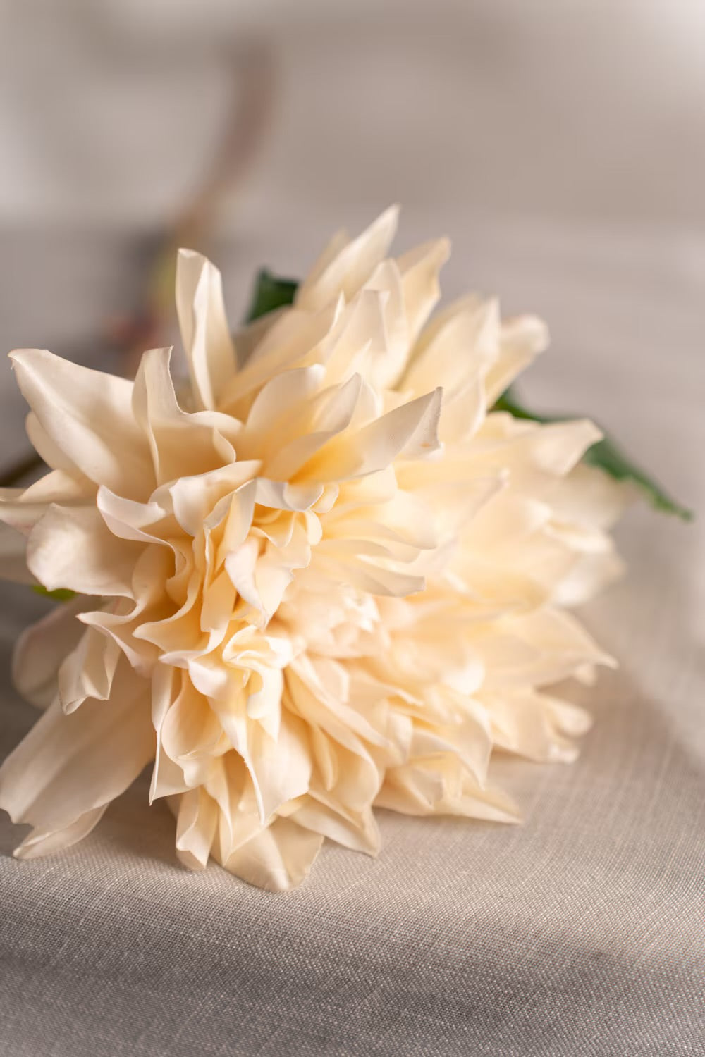 Dahlia krem 70 cm