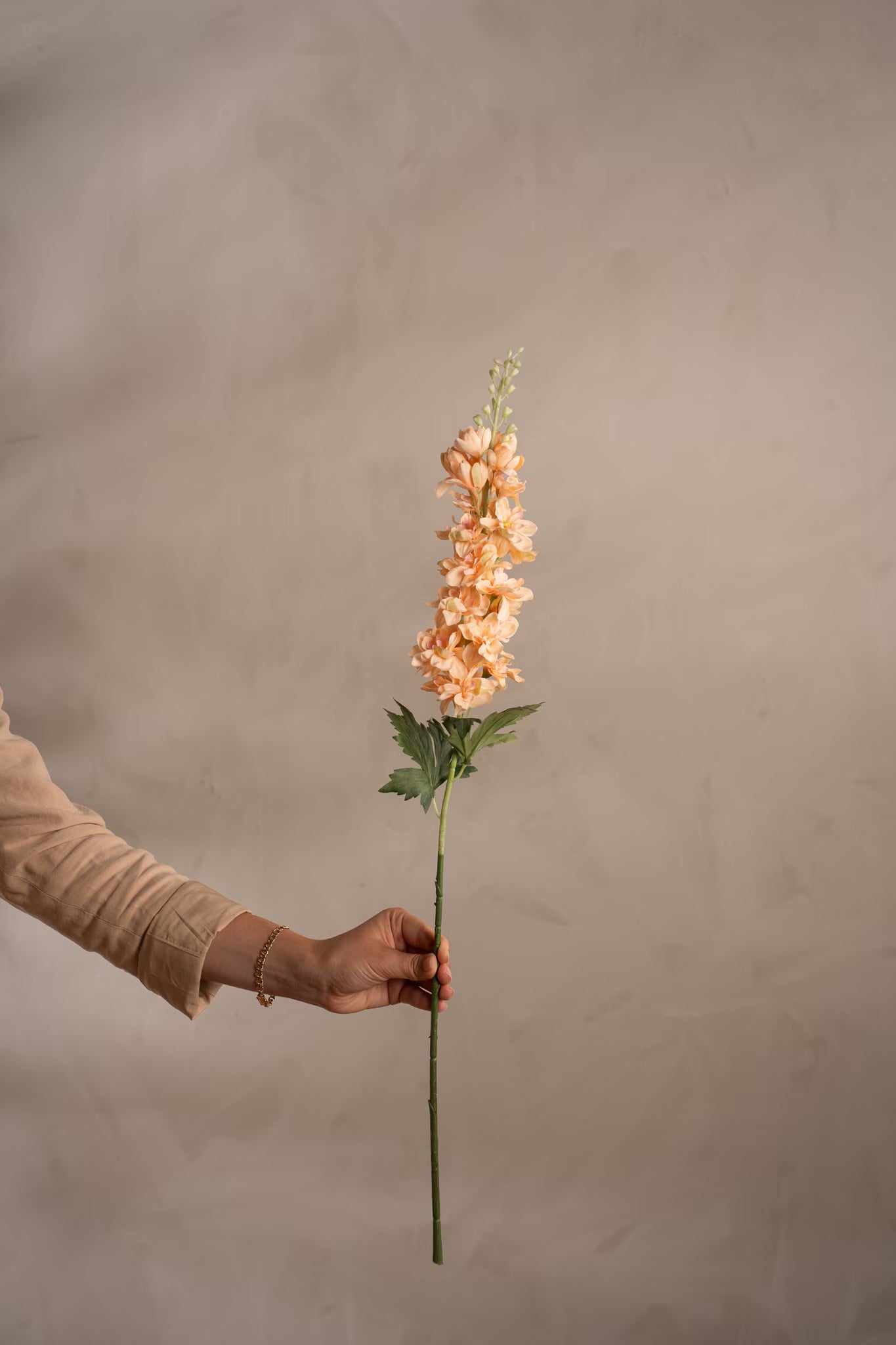 Delphinium fersken 75 cm