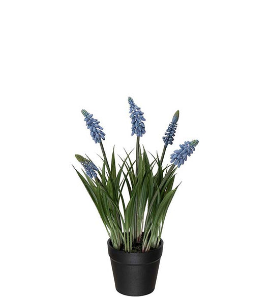 Perlehyacint blå 28 cm