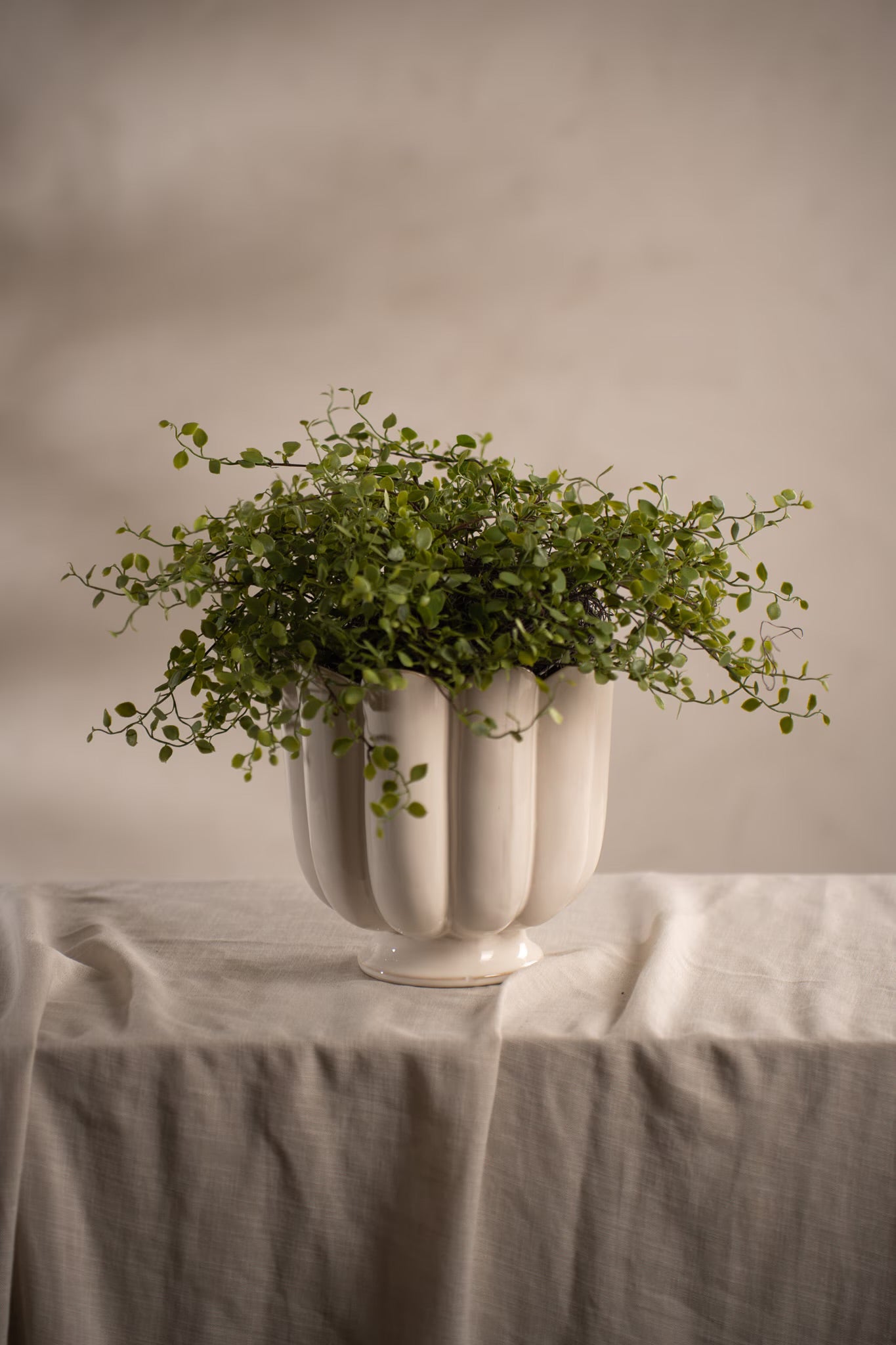 Muehlenbeckia i potte 28 cm