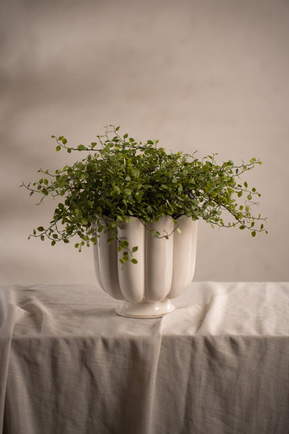 Muehlenbeckia i potte 28 cm