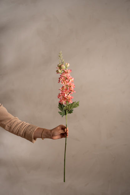 Delphinium rosa 75 cm