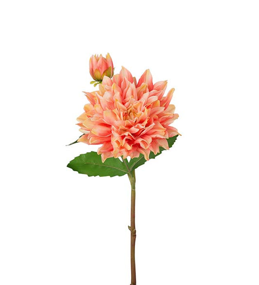 Dahlia aprikos 70 cm