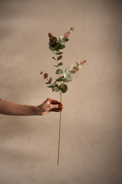 Eucalyptus 80 cm