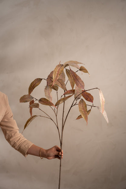 Eucalyptus brown 90 cm