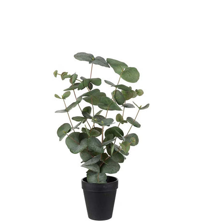 Eucalyptus i potte 55 cm