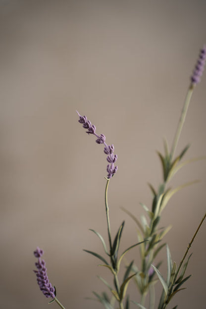 Lavendel lys lilla 65 cm