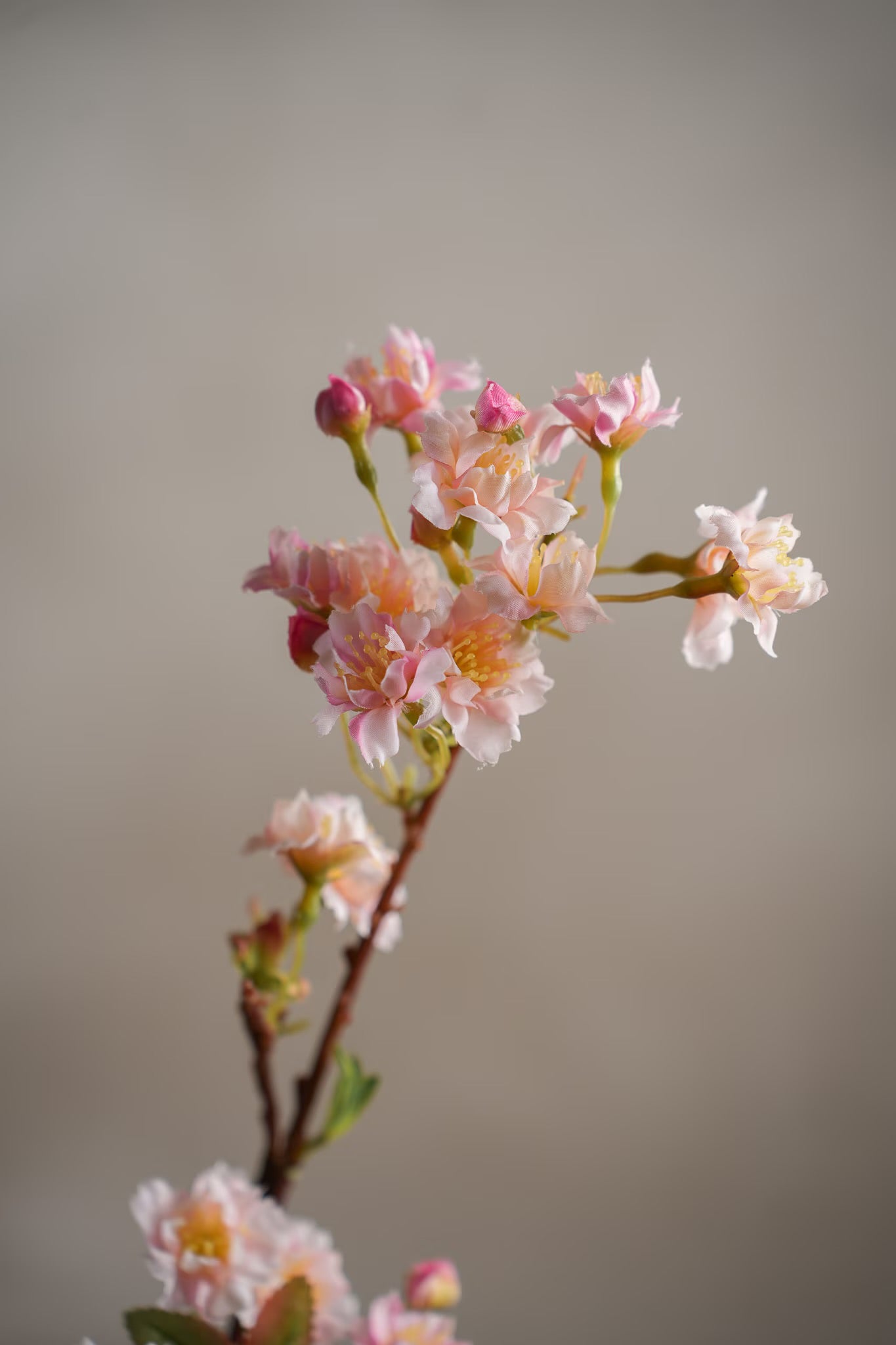 Kirsebærblomst lys rosa 60 cm