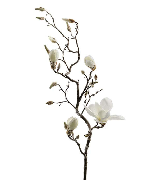 Magnolia hvit 135 cm
