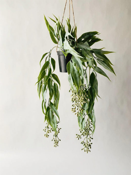 Hengeplante eucalyptus 56 cm