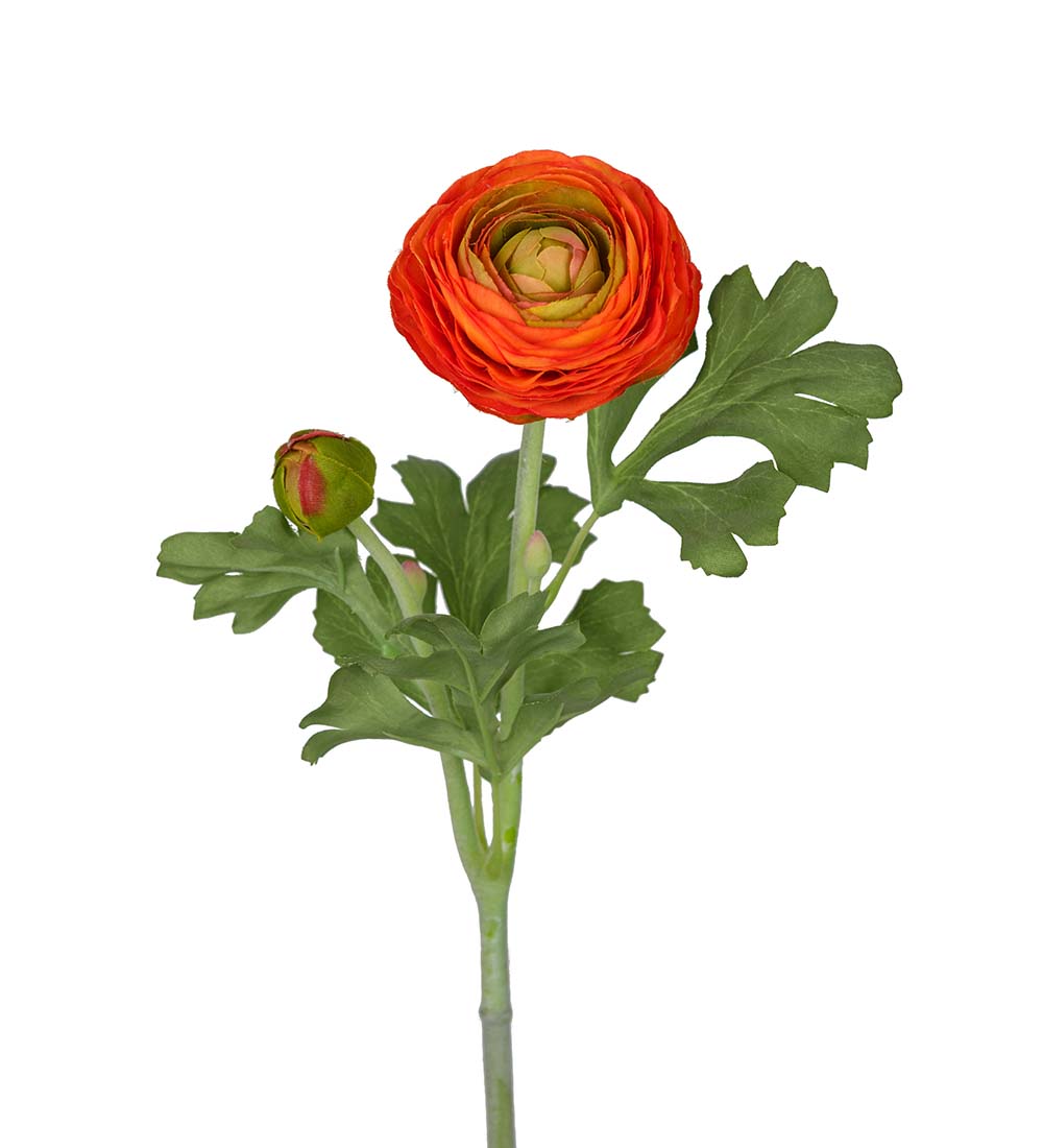 Ranunculus orange 50 cm