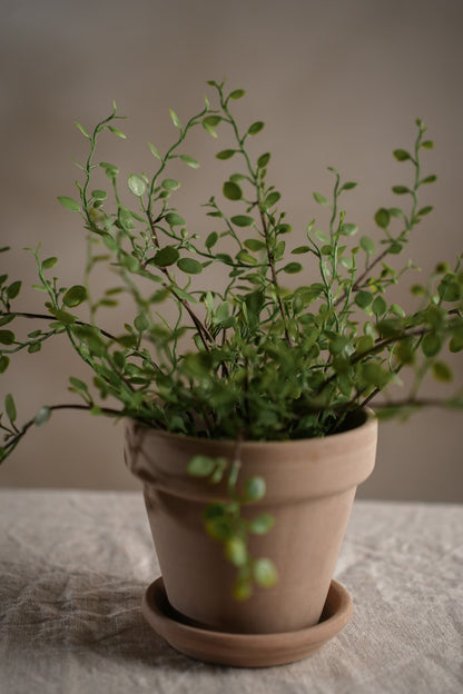 Muehlenbeckia in pot 25 cm