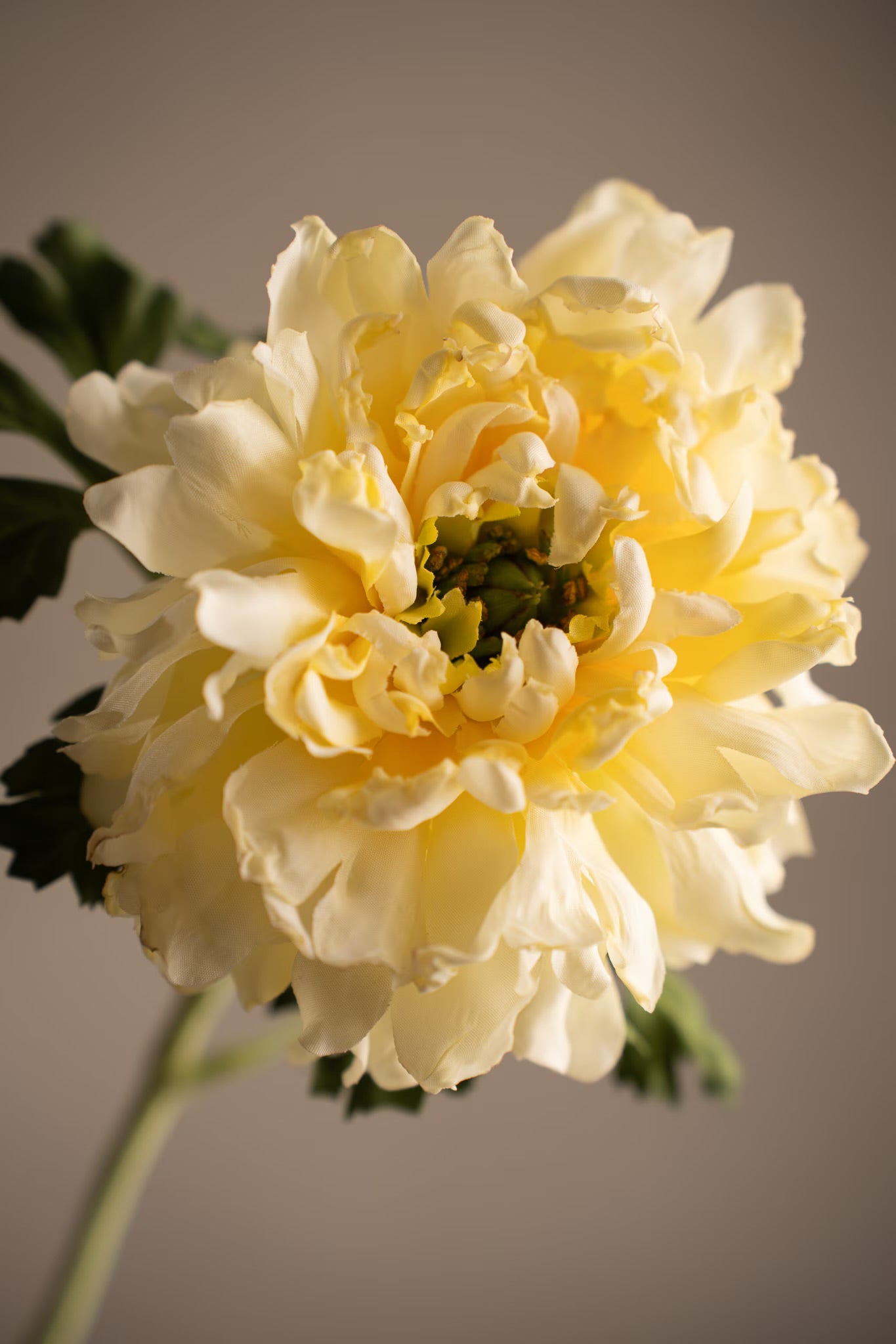 Buttercup yellow 60 cm