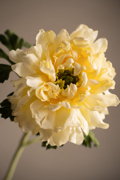 Buttercup yellow 60 cm