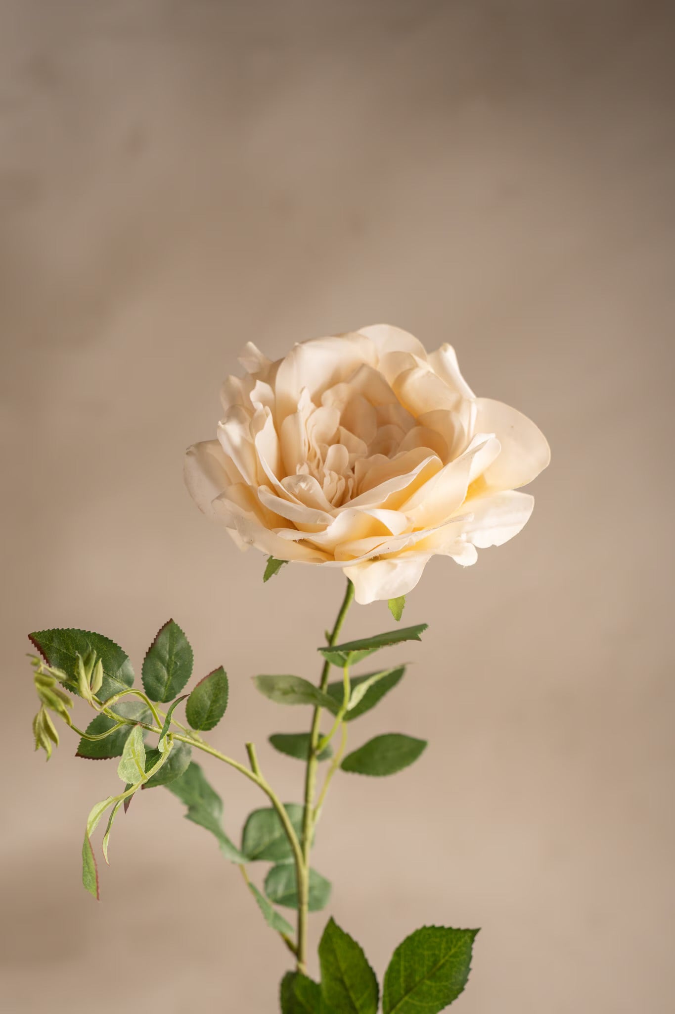 Rose yellow 90 cm
