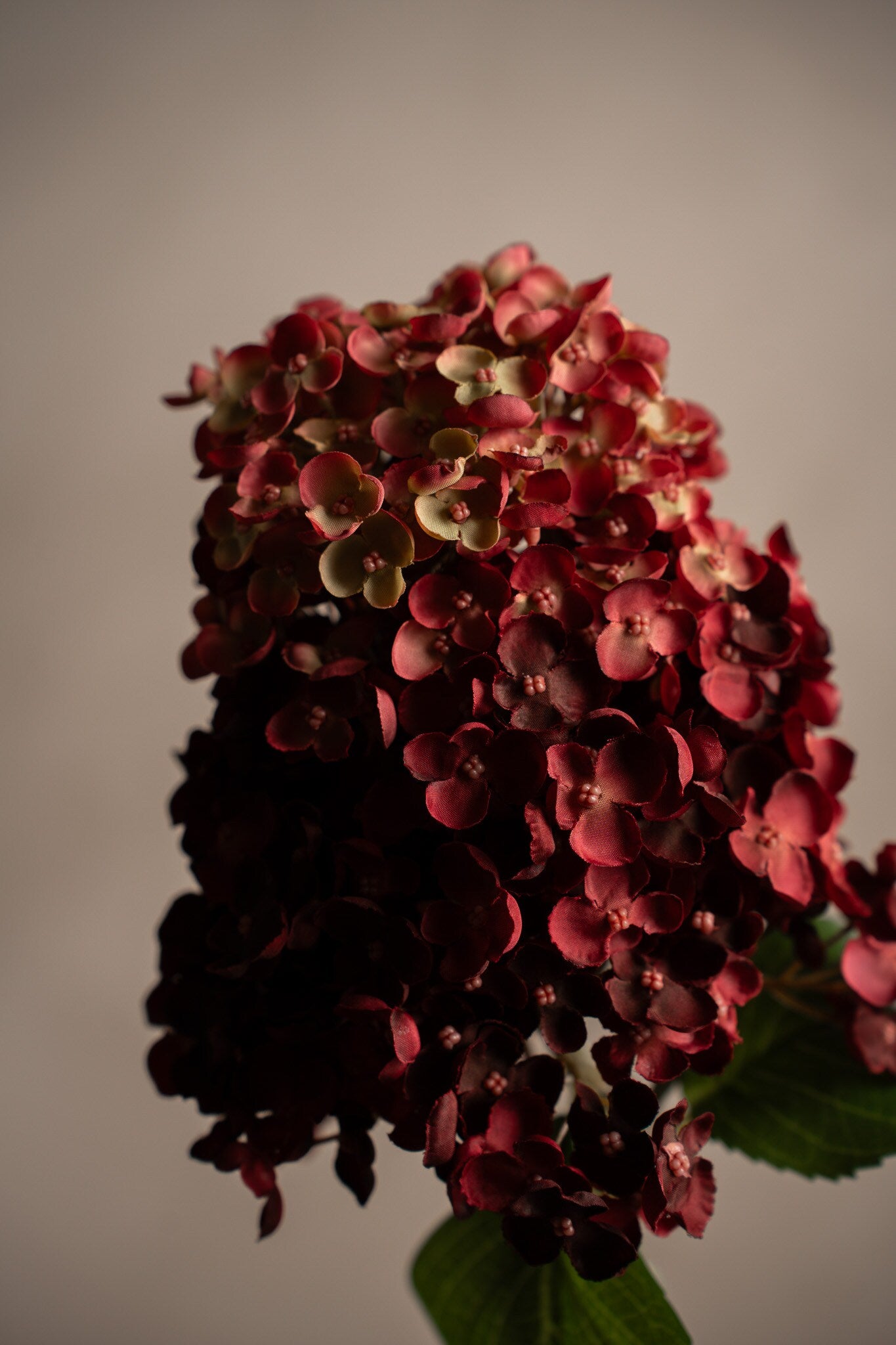 Panicle Hydrangea burgundy 84 cm