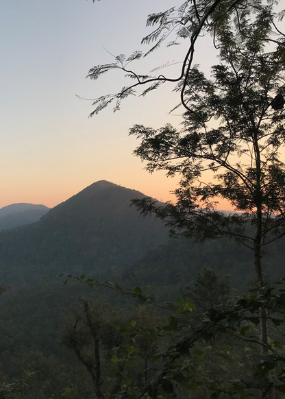 India Merthi Mountain kaffe hele bønner 250 gram