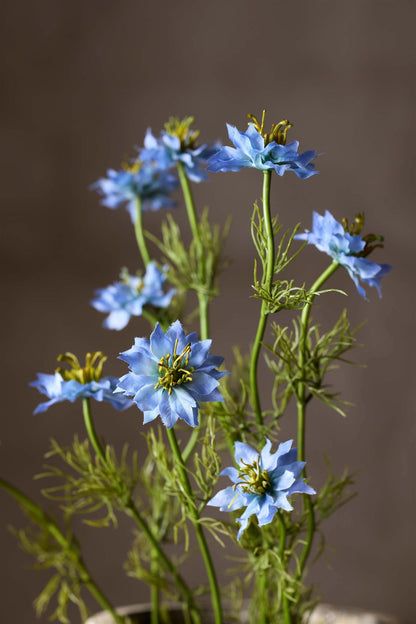 Nigella blå 60 cm