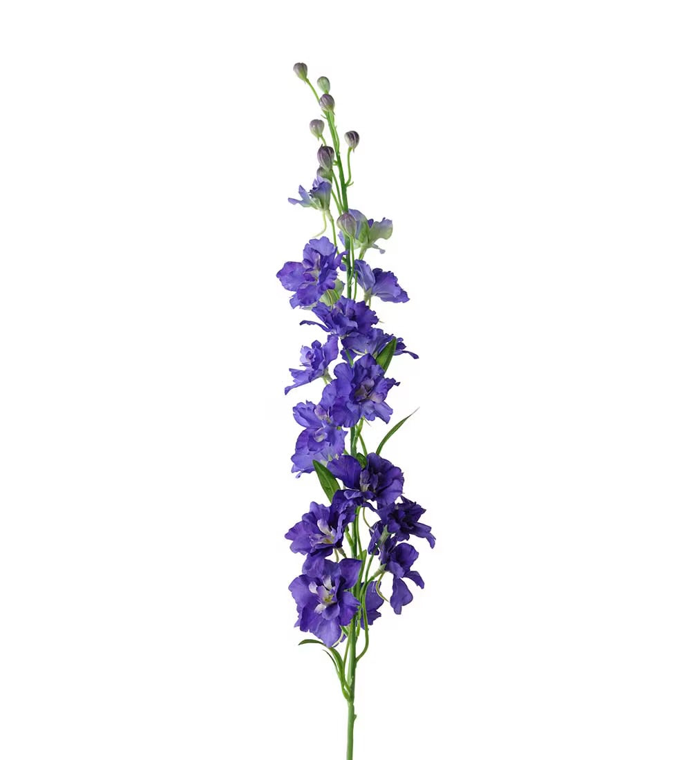 Delphinium blue 90 cm