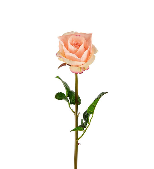 Rose aprikos 65 cm