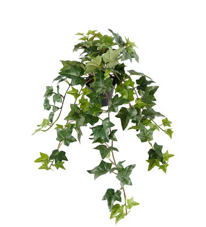 Ivy hanging plant in pot 60 cm